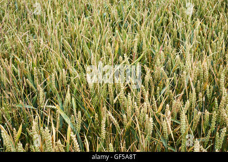 Ernte des Weizens befallen mit den schwarzen (Alopecurus Myosuroides) Ungras, England, UK Stockfoto