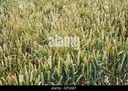 Ernte des Weizens befallen mit den schwarzen (Alopecurus Myosuroides) Ungras, England, UK Stockfoto