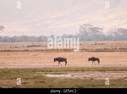 Gnus im Ngorongoro-Krater, Tansania Stockfoto