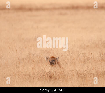 Hyena im Ngorongoro-Krater in Tansania entdeckt Stockfoto