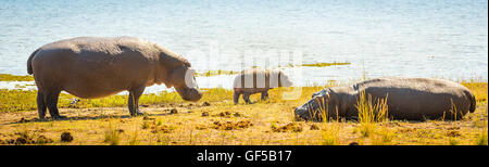 Nilpferd-Familie am Rand Wassers im Chobe Nationalpark, Botswana, Afrika Stockfoto