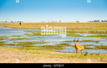 Impala stehen am Ufer des Chobe Flusses in Botswana, Afrika Stockfoto