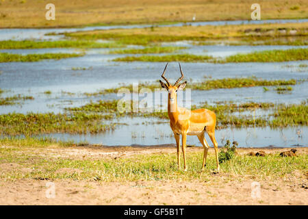 Impala stehen am Ufer des Chobe Flusses in Botswana, Afrika Stockfoto