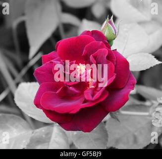 rote rose mit Knospe auf schwarzen und weißen Hintergrund Stockfoto