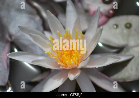 Weiße Seerose mit Orangen Staubgefäßen in einen Seerosenteich unter Seerose Blättern schweben Stockfoto