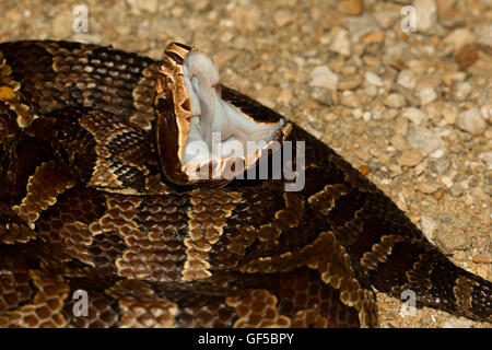 Florida Cottonmouth Angeberei seine Reißzähne - Agkistrodon Piscivorus conanti Stockfoto