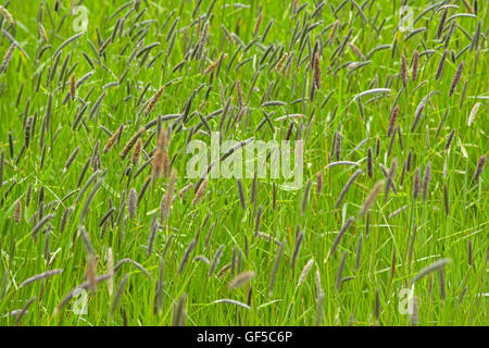 Hintergrund der Gras- und viele Blütenpflanzen Segge Stockfoto
