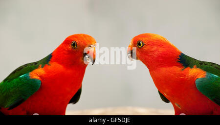 Red Head männliche Australian King Parrot Alisterus Scapularis einheimische Vögel Nahaufnahme Stockfoto