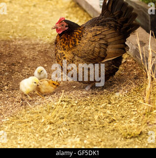 Frühling Hühner, lebende Tiere, bantam Henne mit neuen Eintagsküken Stockfoto