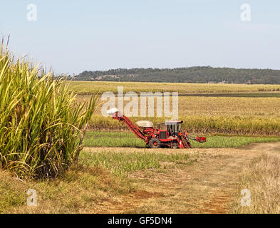 Rote Maschinen Feldhäcksler auf einer australischen Farm Zuckerrohr Zuckerrohr Plantage Hintergrund Stockfoto