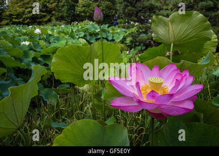Die Lotusblume wächst aus schlammigen Teichen und Display rosa oder weißen Blüten, die nur für ein paar Tage im Sommer überleben. Stockfoto