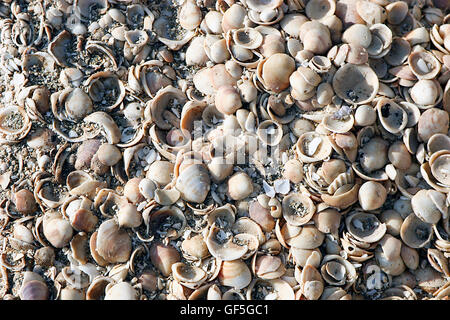 Muscheln am Strand Habonim, Israel Stockfoto