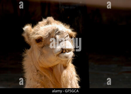 Nahaufnahme des Kopfes eines Kamels auf schwarzem Hintergrund gerichtete Kamera Stockfoto