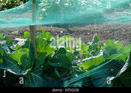 Kohlblätter geschützten von Large (Pieris Brassicae) und kleine weiße (Artogeia Rapae) Schmetterlinge Eierlegen gehindert. Stockfoto