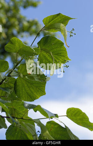 Linde (Tilia sp.). Geflügelte Früchte noch zu Ast befestigt. Stockfoto