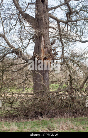 Englisch-Eiche (Quercus Robur). Betonte untere Extremität der Seite gerissen und vom Stamm gefallen. Management verlassen zugunsten der Biodiversität. Stockfoto