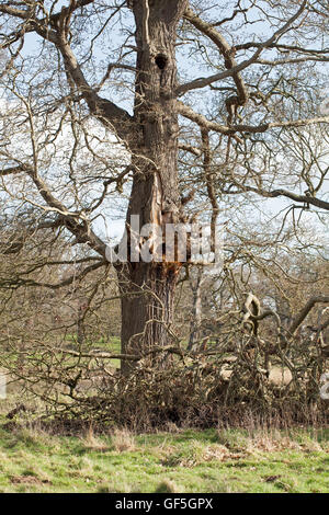 Englisch-Eiche (Quercus Robur). Betonte untere Extremität der Seite gerissen und vom Stamm gefallen. Management verlassen zugunsten der Biodiversität. Stockfoto