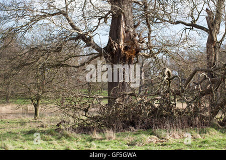 Englisch-Eiche (Quercus Robur). Betonte untere Extremität der Seite gerissen und vom Stamm gefallen. Management verlassen zugunsten der Biodiversität. Stockfoto