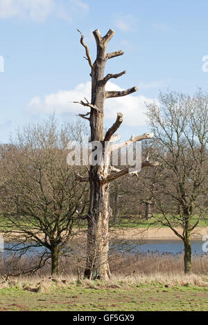 Englische Eiche (Quercus Robur) mit Gliedmaßen abgeschnitten und gekürzt. Toter Baum neben Feld Rand Fußweg. Stockfoto