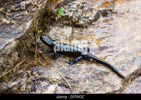 Alpine Salamander (Salamandra Atra) Alp Gamchi, Kiental, Berner Alpen, Schweiz Stockfoto