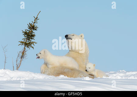 Eisbär-Mutter (Ursus Maritimus) liegend auf Tundra mit zwei jungen, Wapusk-Nationalpark, Manitoba, Kanada Stockfoto