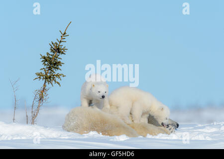 Eisbär-Mutter (Ursus Maritimus) liegend mit zwei spielenden Jungen, Wapusk-Nationalpark, Manitoba, Kanada