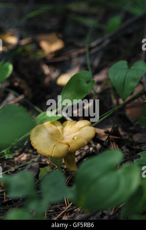 Nahaufnahme von frische Pfifferlinge im Wald Stockfoto