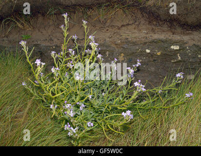 Meer-Rocket - Cakile Maritima Coastal Mitglied der Kohl-Familie Stockfoto