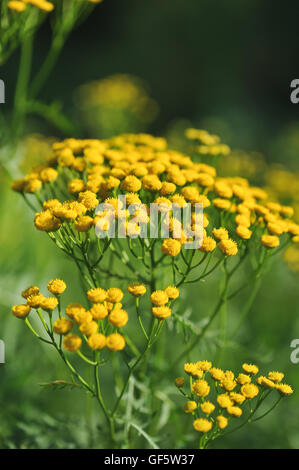 Rainfarn-Blumen auf dem Feld Stockfoto