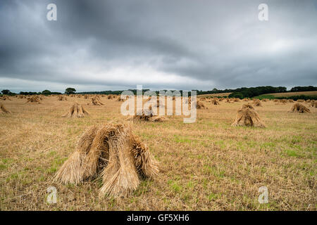 Traditionelle Gerste Stooks für thatching unter ein stimmungsvoller Devon Himmel verwendet. Stockfoto