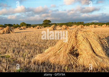 Traditionelle Ernte Weizen Garben in der Devon-Landschaft Stockfoto