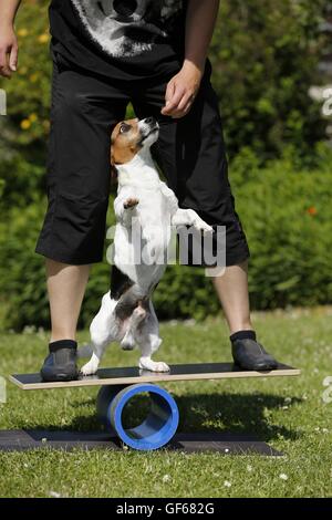 Jack Russell Terrier am Ausgleich Stockfoto