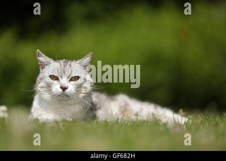 liegende Katze Stockfoto