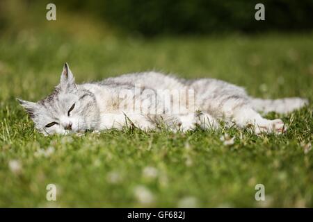 liegende Katze Stockfoto