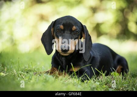 Dackel Welpen auf der Wiese Stockfoto