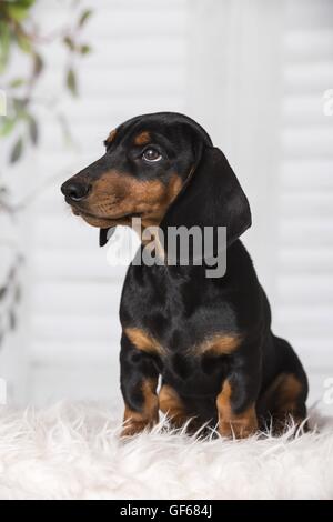 Dackel Welpen Stockfoto