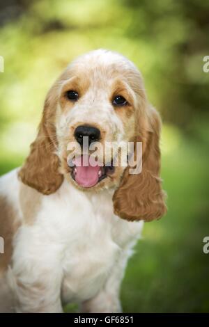 Englischer Cocker Spaniel Welpen Stockfoto