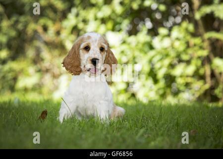 Englischer Cocker Spaniel Welpen Stockfoto