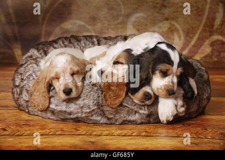 Englisch Cocker Spaniel Welpen schlafen 4 Stockfoto