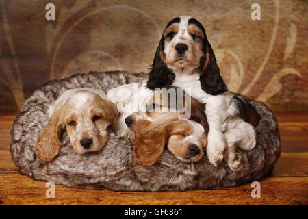 4 English Cocker Spaniel Welpen Stockfoto