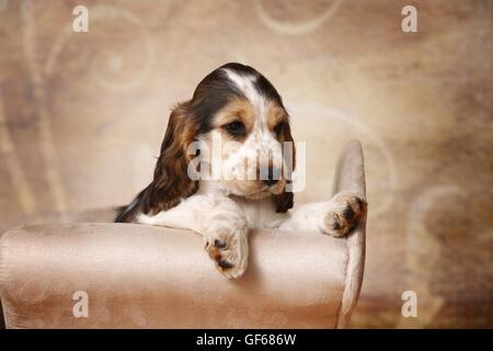 Englischer Cocker Spaniel Welpen Stockfoto