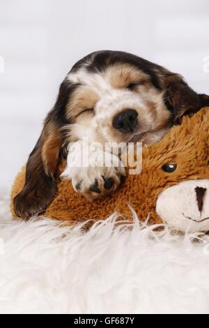 Englisch Cocker Spaniel Welpen schlafen Stockfoto