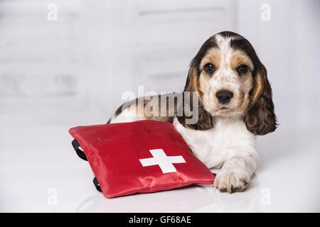 Englisch Cocker Spaniel Welpen mit Krankenwagen Tasche Stockfoto