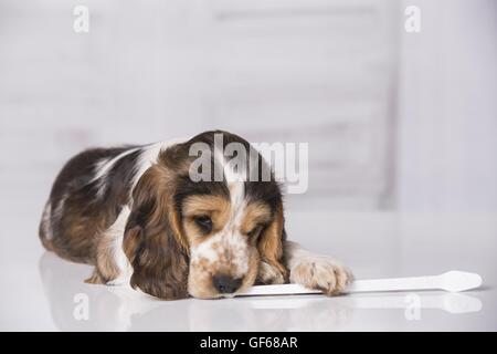 Englisch Cocker Spaniel Welpen mit Zahnbürste Stockfoto