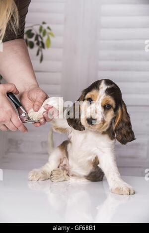 Krallen schneiden beim English Cocker Spaniel Welpen Stockfoto