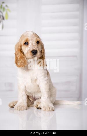 Englisch Cocker Spaniel Welpen sitzen Stockfoto