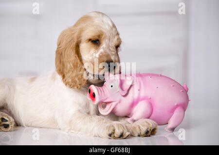 Englisch Cocker Spaniel Welpen mit Spielzeug Stockfoto