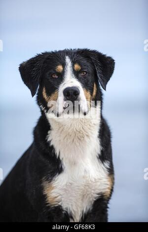 Mehr Swiss Mountain Dog Portrait Stockfoto