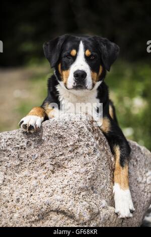 Großer Schweizer Sennenhund Stockfoto