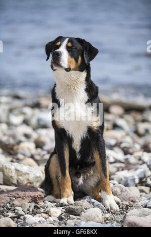 sitzen mehr Schweizer Sennenhund Stockfoto